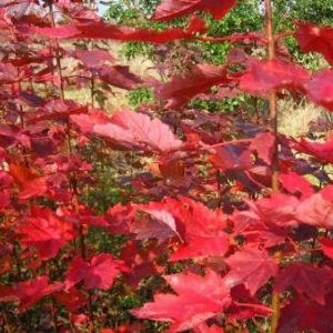 夕陽(yáng)紅紅楓